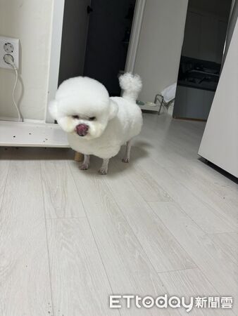 ▲。(圖/Threads@yan_yan711提供,請勿隨意翻拍,以免侵權。)