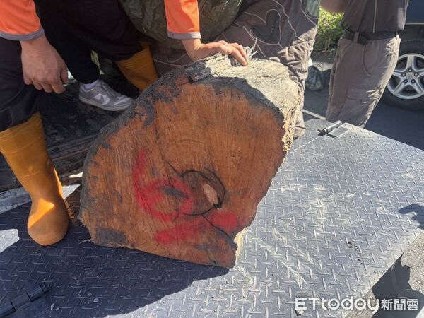 ▲山老鼠光天化日下滿載一級扁柏,仁愛分局上演攔截大戲。(圖/記者高堂堯翻攝)