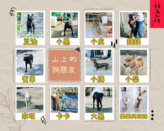 ▲▼蔡英文春節爬山走春,分享了她的山上狗朋友們。(圖/蔡英文辦公室提供)