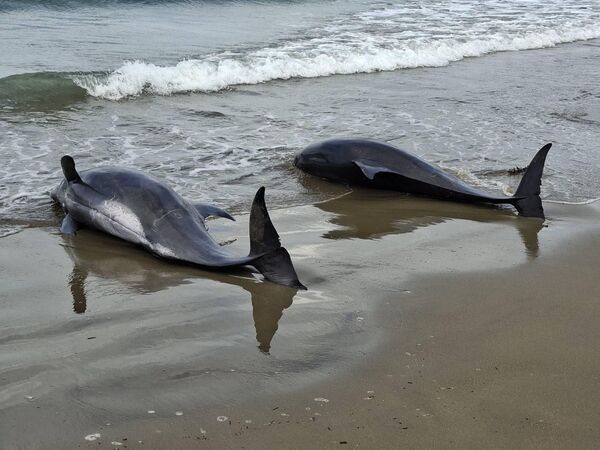 ▲(圖/翻攝自Facebook/潘芳泉-泉力以赴)