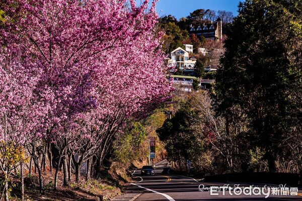 ▲把時間留給浪漫!清境粉紅櫻花綻放 與綿羊共譜春日進行曲。(圖/清境農場提供)
