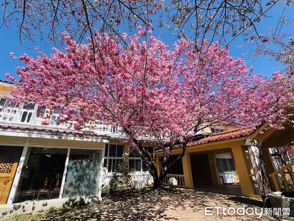 ▲把時間留給浪漫!清境粉紅櫻花綻放 與綿羊共譜春日進行曲。(圖/清境農場提供)