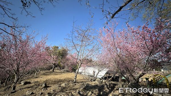 ▲把時間留給浪漫!清境粉紅櫻花綻放 與綿羊共譜春日進行曲。(圖/清境農場提供)