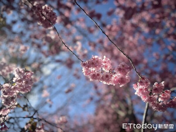 ▲把時間留給浪漫!清境粉紅櫻花綻放 與綿羊共譜春日進行曲。(圖/清境農場提供)