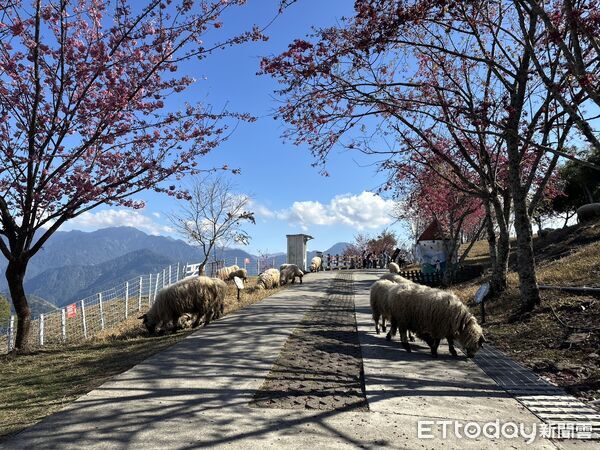 ▲清境農場粉紅櫻花綻放,綿羊在樹下悠哉活動。(圖/清境農場提供,下同)