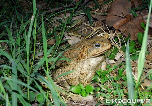 ▲▼海蟾蜍辨識特徵包括後腺係呈三角型而非長條型,以及眼睛虹膜呈現綠色。(圖/林業保育署南投分署提供)