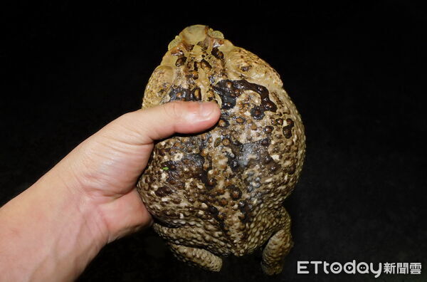 ▲海蟾蜍體型大於成人手掌且具毒性。(圖/林業保育署南投分署提供,下同)