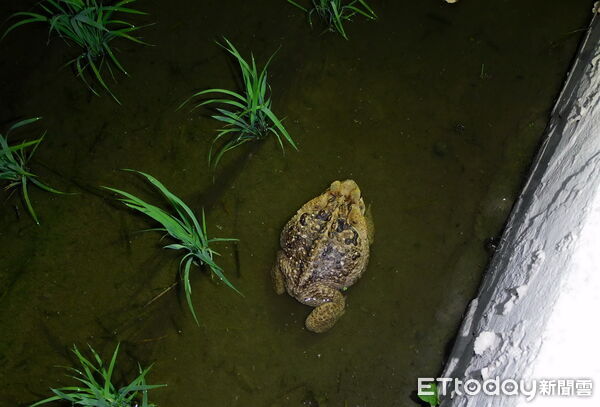 ▲社區參與海蟾蜍防治行動,打造國土生態保育綠色網絡節點。(圖/林業保育署南投分署提供)
