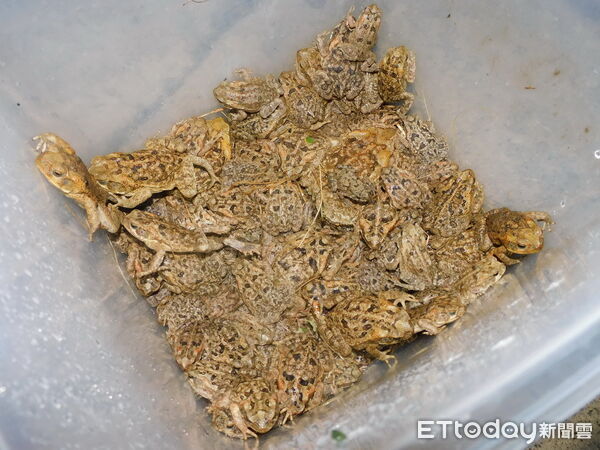 ▲社區參與海蟾蜍防治行動,打造國土生態保育綠色網絡節點。(圖/林業保育署南投分署提供)