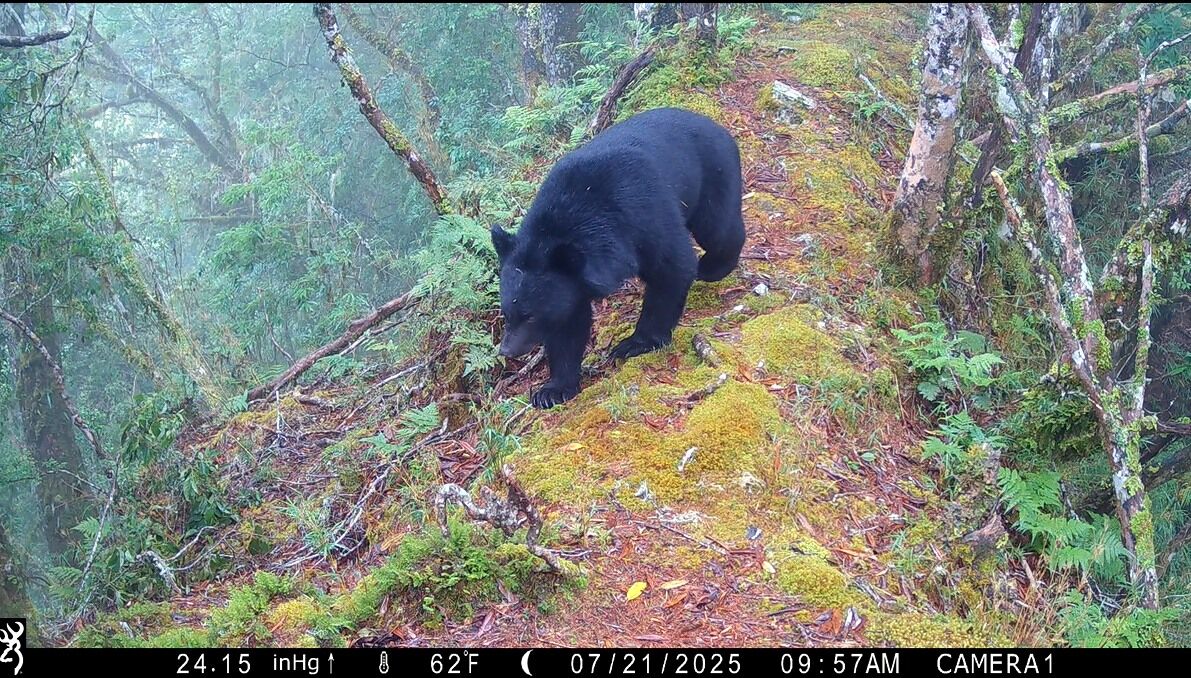 ▲玉山監測揭開森林奧秘 山神獸「白色聖鹿」入鏡寫下珍貴紀錄。(圖/玉山國家公園提供)