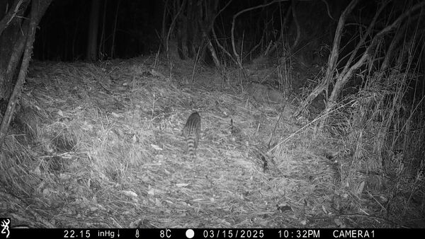 ▲玉山監測揭開森林奧秘 山神獸「白色聖鹿」入鏡寫下珍貴紀錄。(圖/玉山國家公園提供)