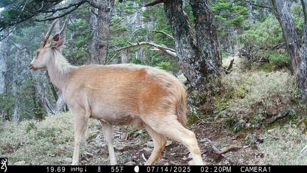 ▲玉山監測揭開森林奧秘 山神獸「白色聖鹿」入鏡寫下珍貴紀錄。(圖/玉山國家公園提供)