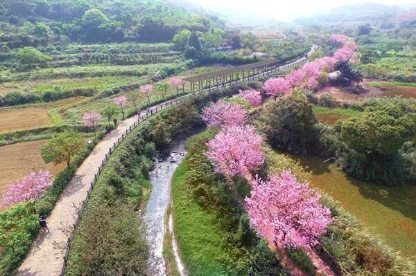 ▲三生步道櫻花,天元宮,楓樹湖步道。(圖/新北市觀旅局提供)