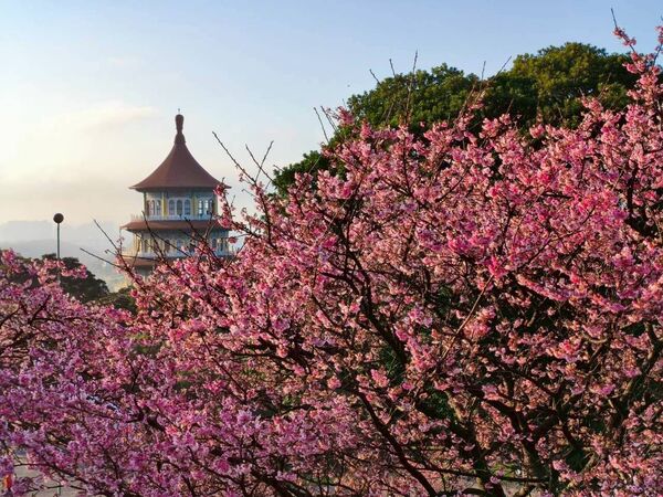 ▲三生步道櫻花,天元宮,楓樹湖步道。(圖/新北市觀旅局提供)