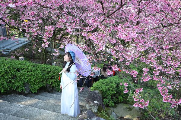 ▲三生步道櫻花,天元宮,楓樹湖步道。(圖/新北市觀旅局提供)