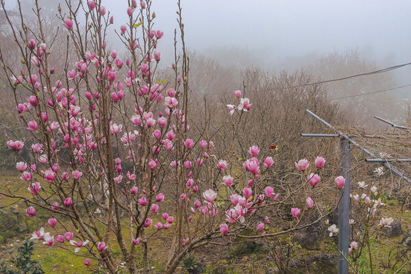 ▲三生步道櫻花,天元宮,楓樹湖步道。(圖/新北市觀旅局提供)