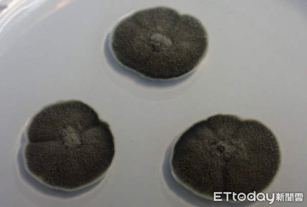 ▲▼ 掃帚黴菌 。(圖/林冠吟提供)