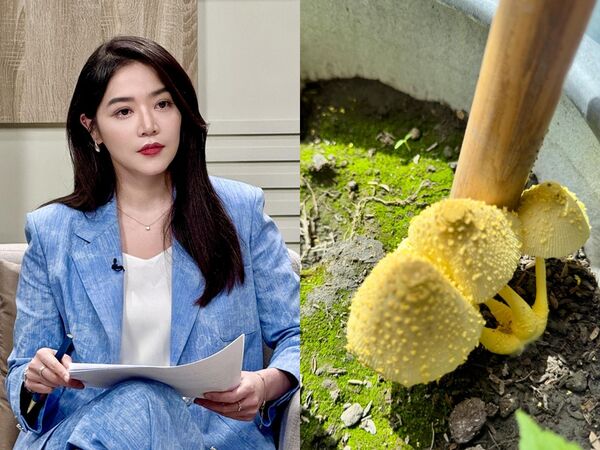 ▲▼美女主播家中花盆現「巨大香菇」!網驚:不要碰。(圖/翻攝自臉書)