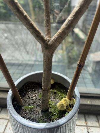 ▲▼美女主播家中花盆現「巨大香菇」!網驚:不要碰。(圖/翻攝自臉書)