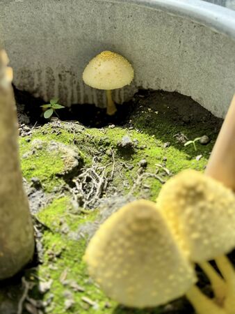 ▲▼美女主播家中花盆現「巨大香菇」!網驚:不要碰。(圖/翻攝自臉書)