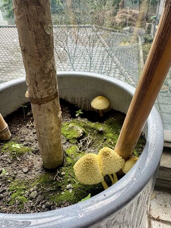 ▲▼美女主播家中花盆現「巨大香菇」!網驚:不要碰。(圖/翻攝自臉書)