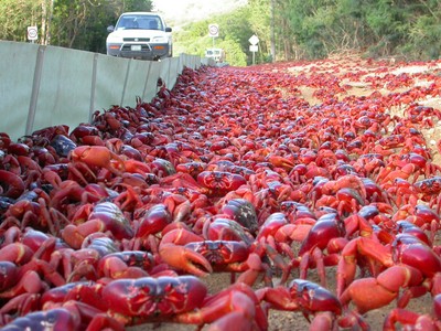 紅色生物入侵！螃蟹佔領澳洲聖誕島
