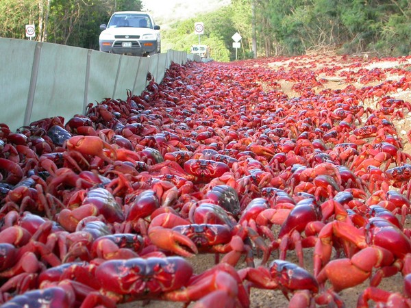 红色生物入侵!螃蟹占领澳洲圣诞岛 | 键盘大柠檬