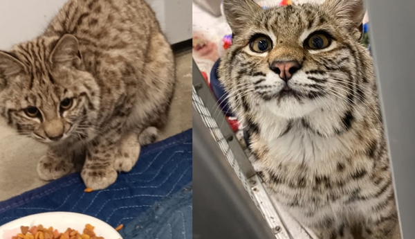 流浪貓下雪天家門前求助 女PO網發現「救到野生動物」真實身分曝。(合成圖/翻攝自Facebook/Jackie Vrzak Hamaker與Nebraska Wildlife Rehab, Inc.)