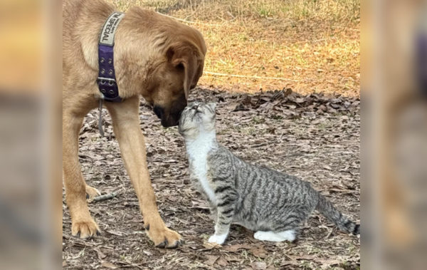喪15年愛犬領養新汪「牠竟擅自收編虎斑浪貓」 男意外變二寶爸。(圖/翻攝自Reddit)