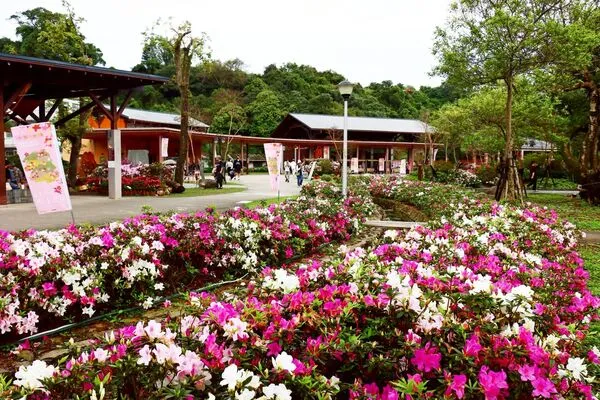▲萬金杜鵑週末推花牆彩繪、春日市集。(圖/新北市農業局提供)