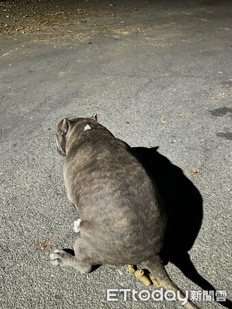 ▲。(圖/有點毛毛的/田小妹提供)