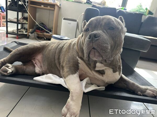 ▲。(圖/有點毛毛的/田小妹提供)