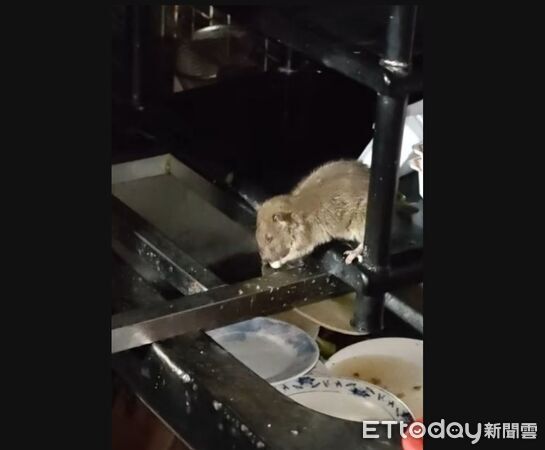 ▲老鼠。(圖/翻攝爆料公社公開版)