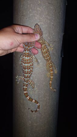 ▲▼美術館守宮 。(圖/民眾蔡先生提供)