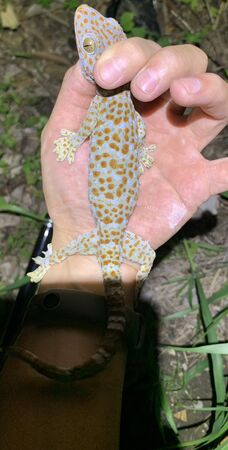 ▲▼美術館守宮 。(圖/民眾蔡先生提供)