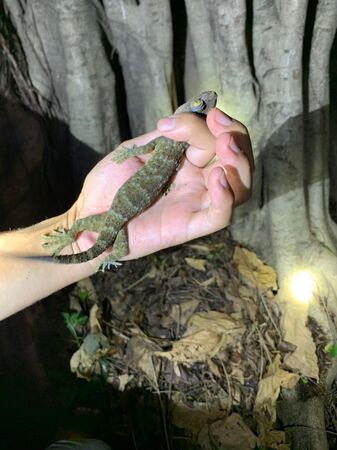 ▲▼美術館守宮 。(圖/民眾蔡先生提供)