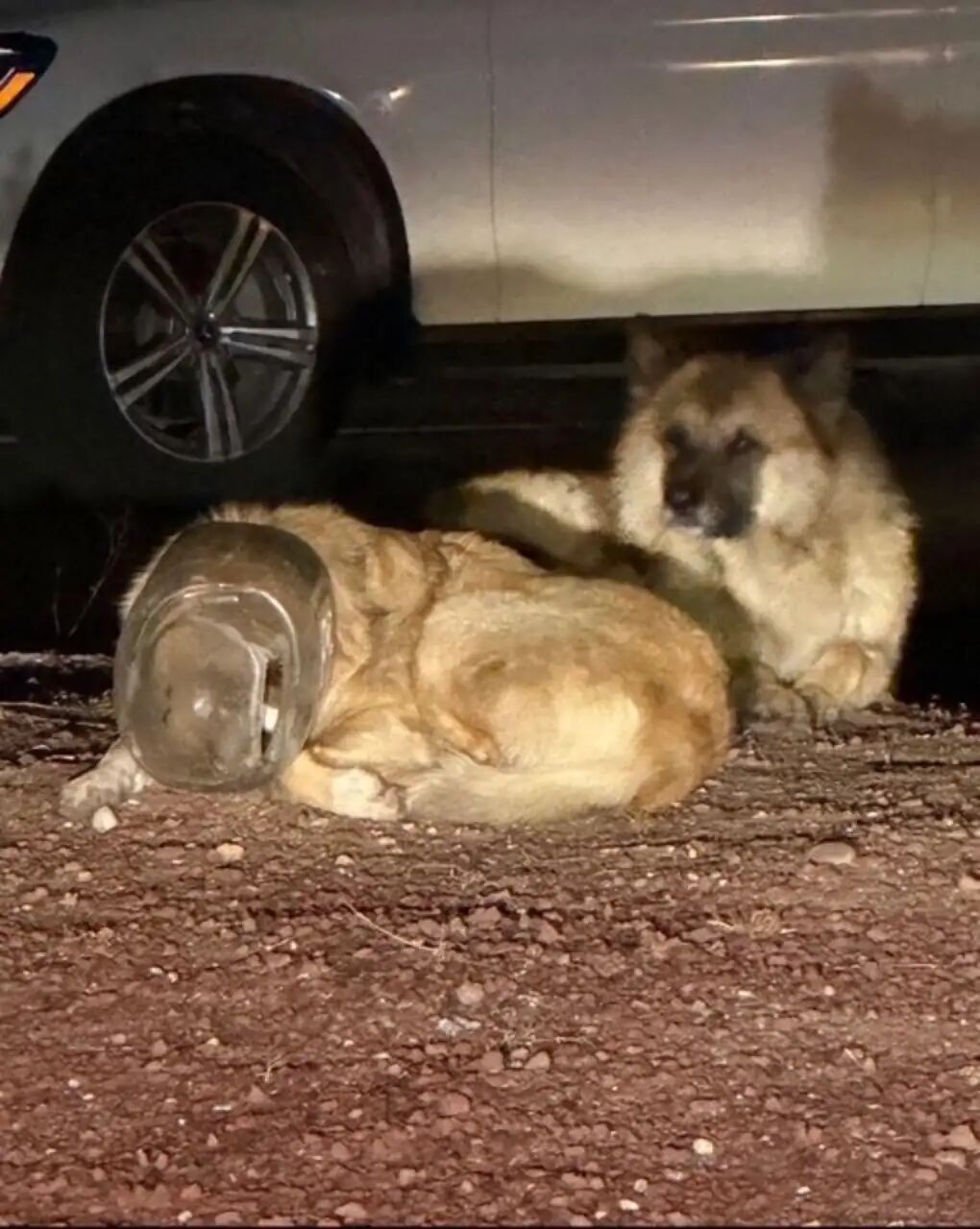 ▲美國浪犬頭卡塑膠罐狂奔 脫困瞬間全場融化:撲進獸醫師懷裡撒嬌。(圖/翻攝自The dodo)