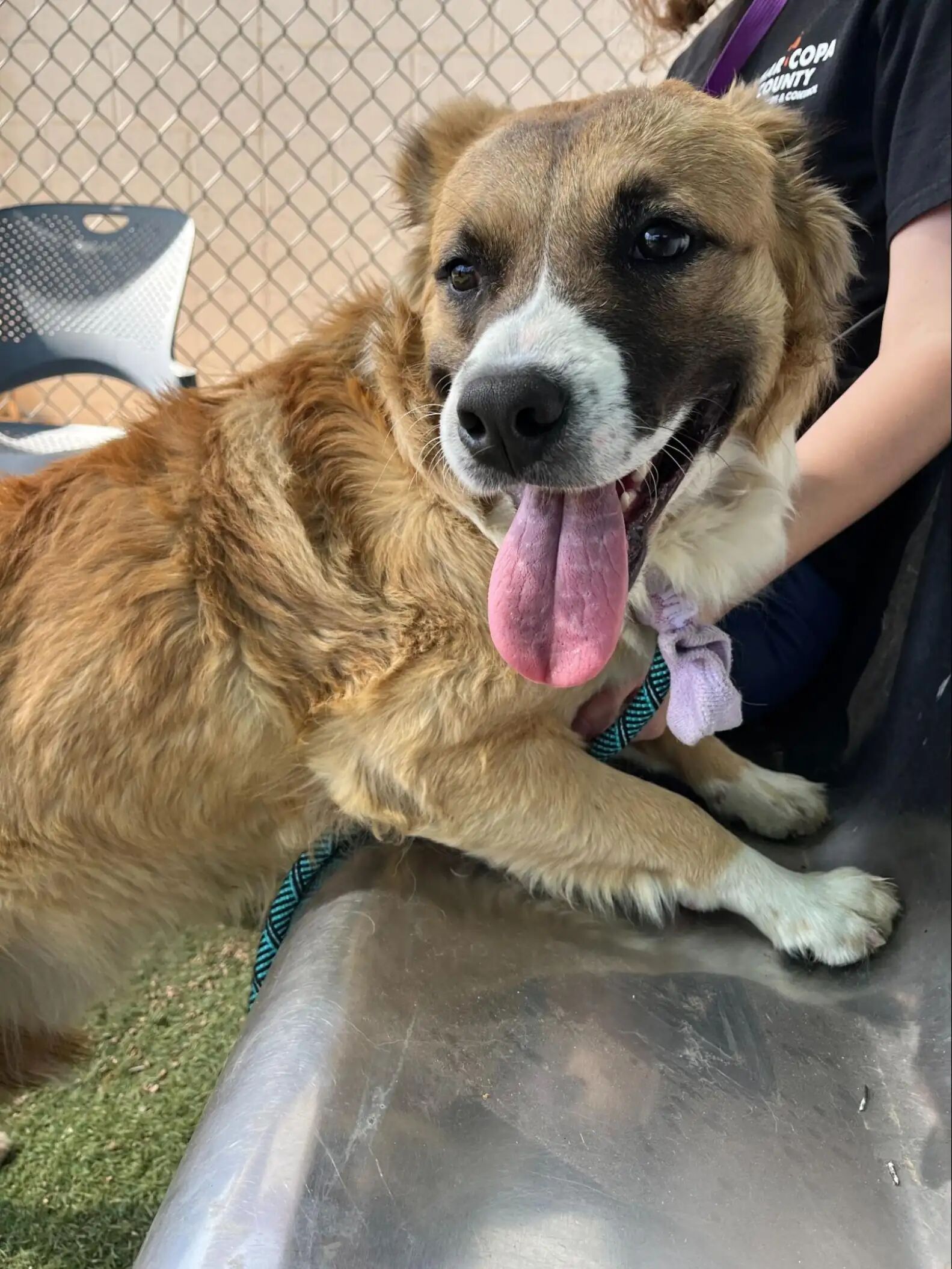 ▲美國浪犬頭卡塑膠罐狂奔 脫困瞬間全場融化:撲進獸醫師懷裡撒嬌。(圖/翻攝自The dodo)