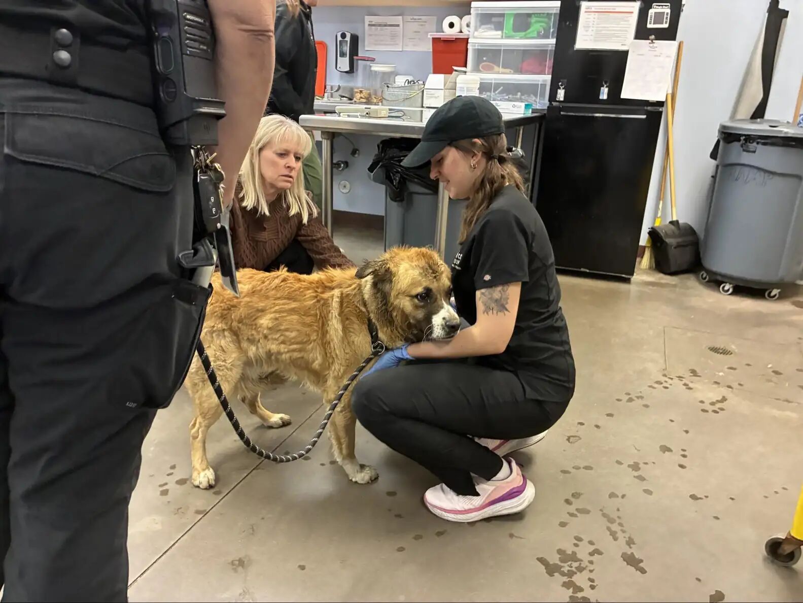 ▲美國浪犬頭卡塑膠罐狂奔 脫困瞬間全場融化:撲進獸醫師懷裡撒嬌。(圖/翻攝自The dodo)