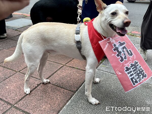 ▲▼動保團體抗議寵物用藥,農業部次長杜文珍表示,針對寵物用藥要實施前提是讓動物醫院順利取得用藥。(圖/記者許敏溶攝)
