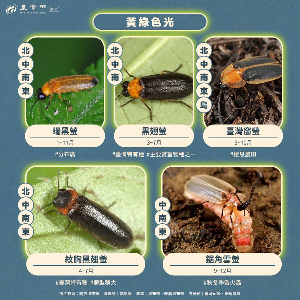 ▲▼台灣進入賞螢季節,農業部指出,螢火蟲發出亮光不止黃綠色,還有綠色、橙黃色、橙紅色等。(圖/農業部提供)