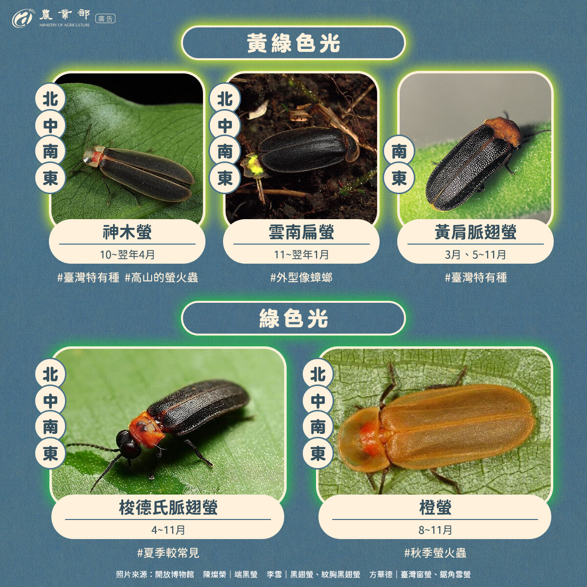 ▲▼台灣進入賞螢季節,農業部指出,螢火蟲發出亮光不止黃綠色,還有綠色、橙黃色、橙紅色等。(圖/農業部提供)