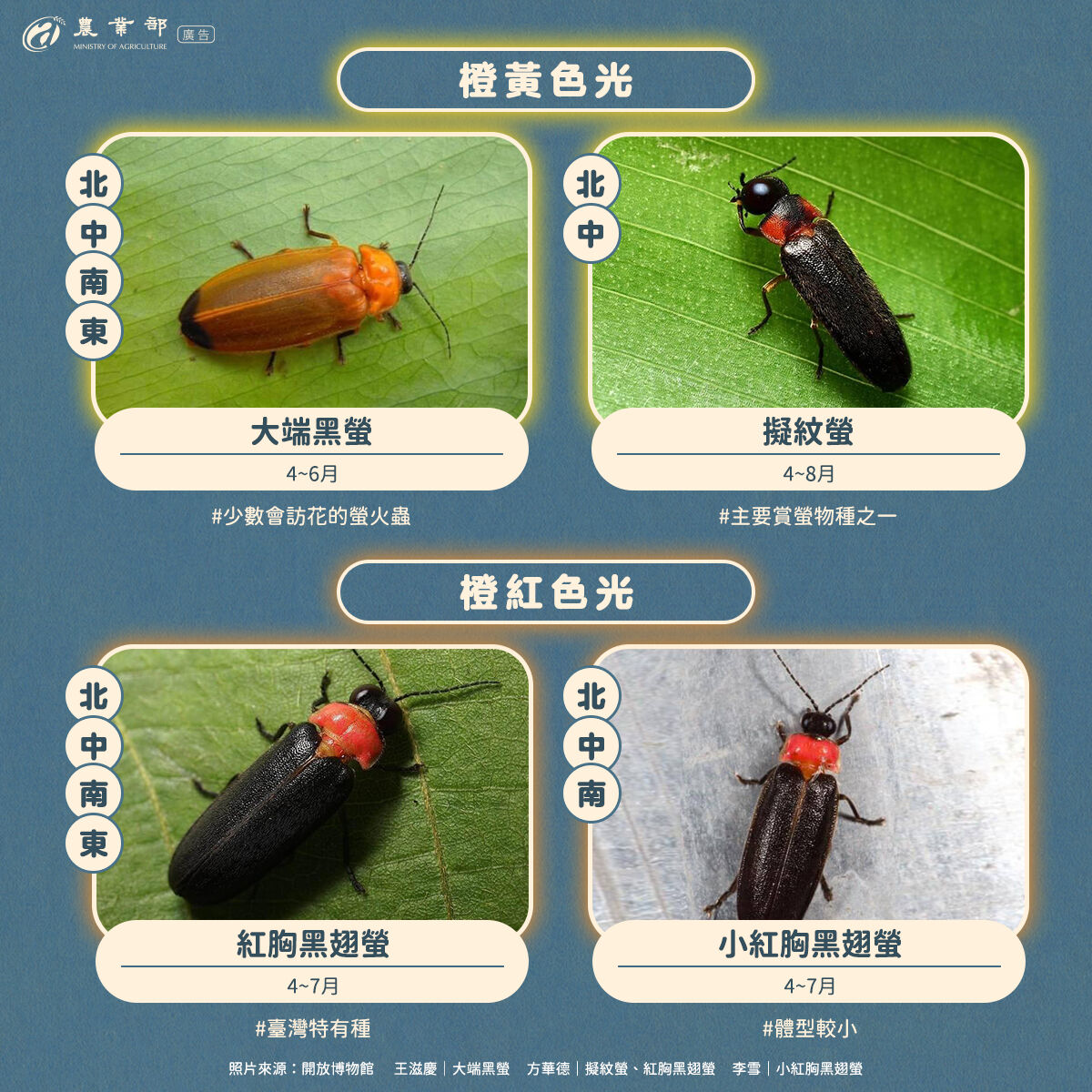 ▲▼台灣進入賞螢季節,農業部指出,螢火蟲發出亮光不止黃綠色,還有綠色、橙黃色、橙紅色等。(圖/農業部提供)