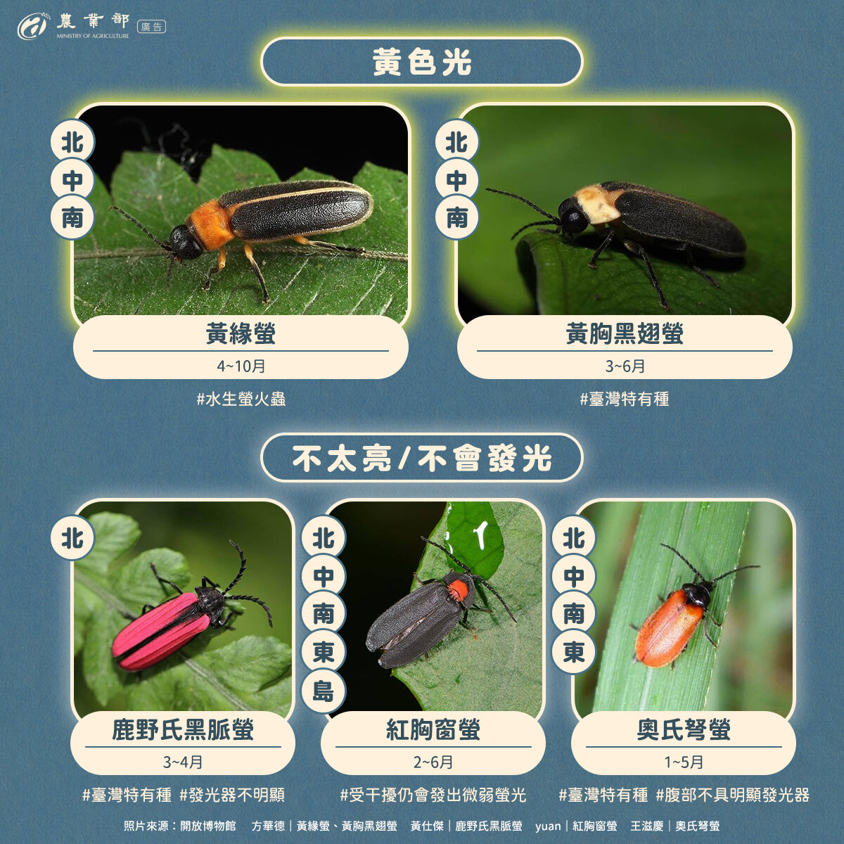 ▲▼台灣進入賞螢季節,農業部指出,螢火蟲發出亮光不止黃綠色,還有綠色、橙黃色、橙紅色等。(圖/農業部提供)