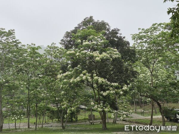 ▲荷苞山桐花盛開,白花隨風飄落形成浪漫畫面。(圖/記者游瓊華翻攝)