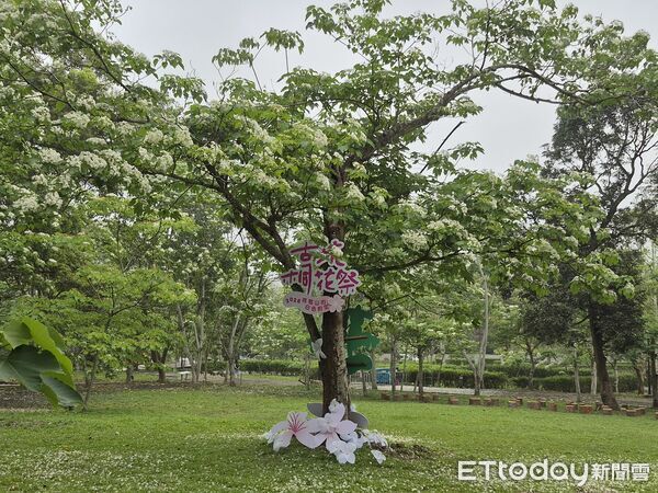 ▲荷苞山桐花盛開,白花隨風飄落形成浪漫畫面。(圖/記者游瓊華翻攝)