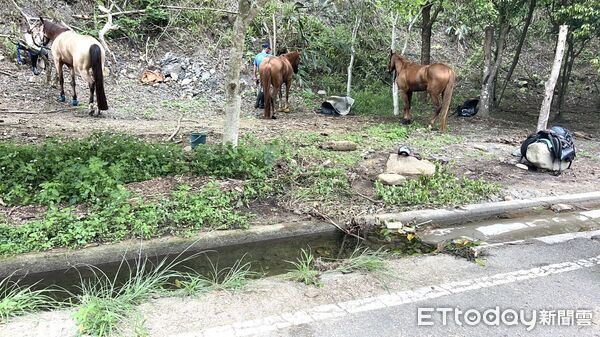 ▲▼ 南庄街頭驚見騎馬上路 警方即刻查處依法開罰 。(圖/記者楊永盛翻攝)
