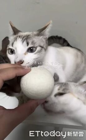 ▲。(圖/翻攝自Threads@3cat.catcat請勿隨意翻拍,以免侵權)