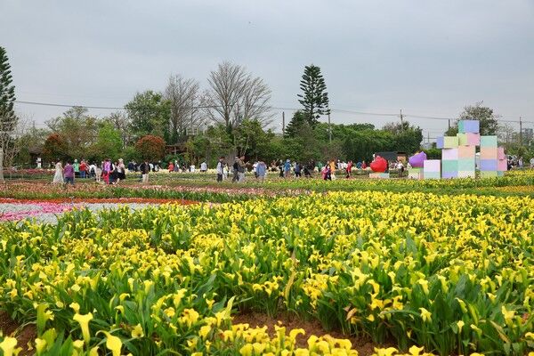 ▲桃園彩色海芋季17天湧120萬人次