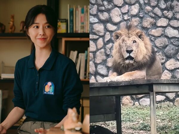 ▲▼壽山非洲獅二哥辭世!《動物園》邵雨薇悼念:身體不痛了。(圖/翻攝自臉書、IG)